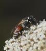 Hylaeus sp.